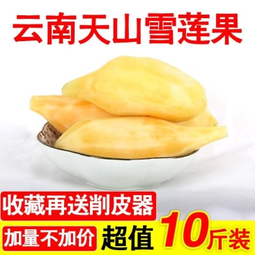 云南天山雪莲中圆果长果价格便宜有需要的老板联系