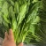 热销推荐，实力供货优质菠菜，泡沫箱精品菠菜