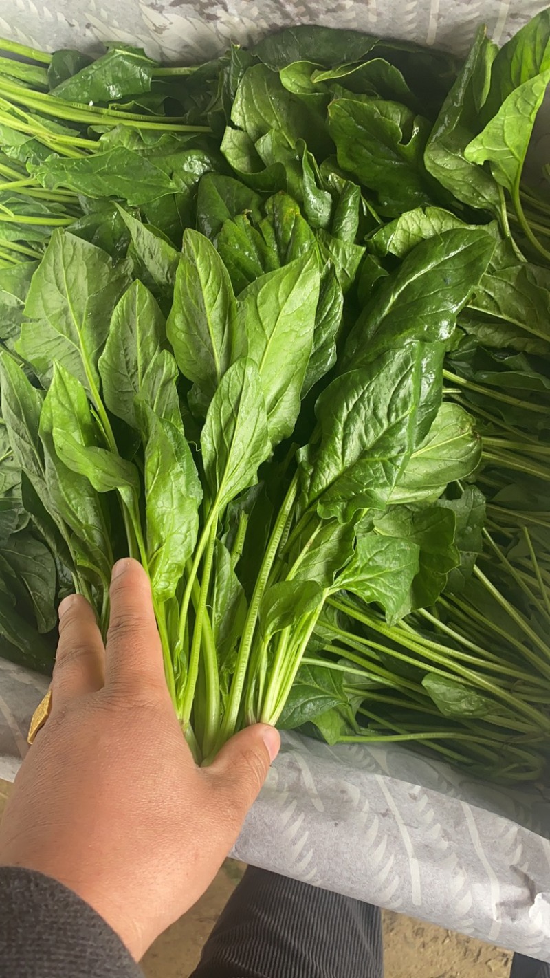 热销推荐，实力供货优质菠菜，泡沫箱精品菠菜