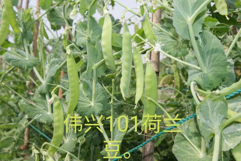 改良11号软夹荷兰豆（益农牌）