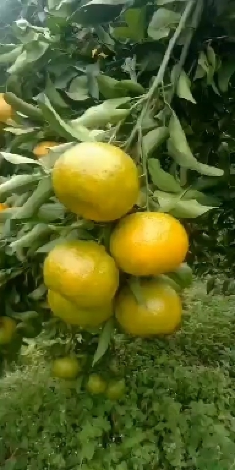 碰柑，碰柑，碰柑，碰柑，碰柑，碰柑，碰柑重要的事情说七遍