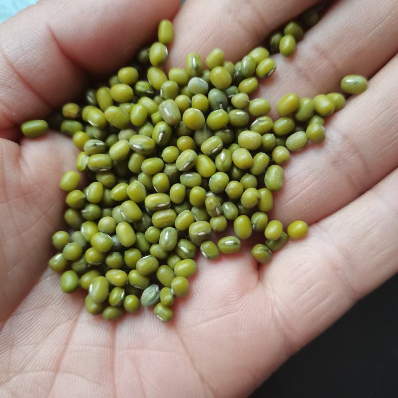 芽豆国产东北明绿豆芽豆中粒黑龙江绿豆发芽率高
