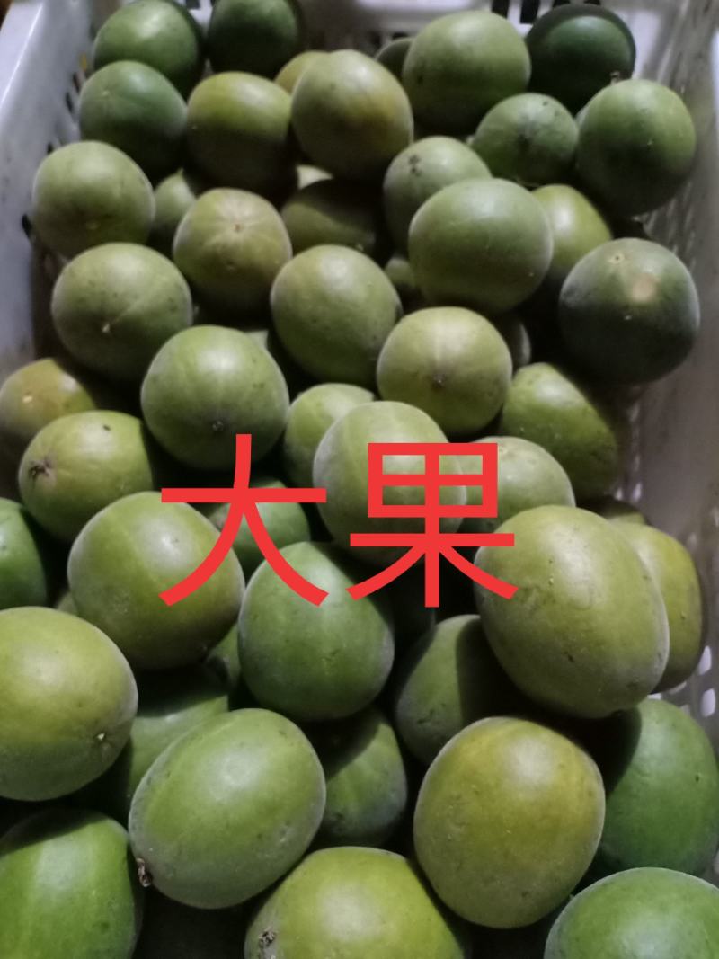 罗汉果鲜果