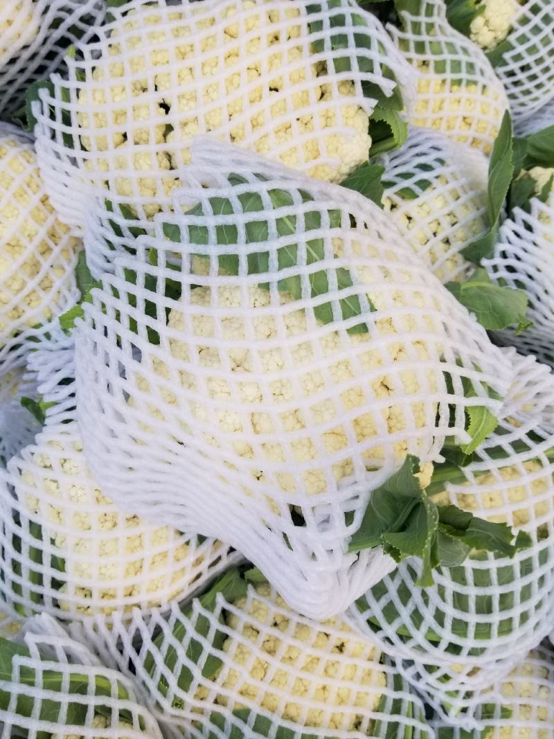 菜花松花有机花，产地种植面积大，品种优良