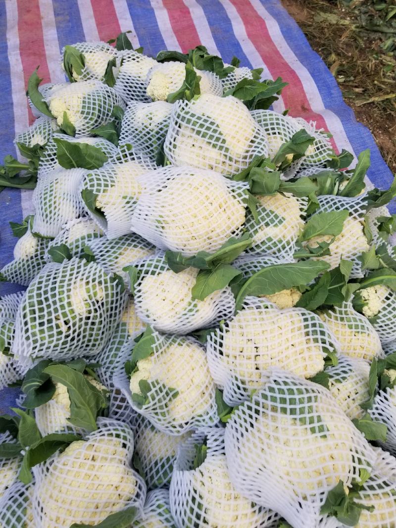 菜花松花有机花，产地种植面积大，品种优良