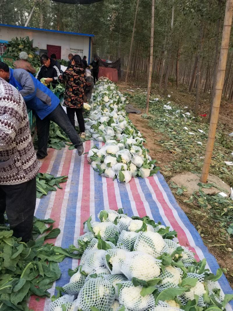 菜花松花有机花，产地种植面积大，品种优良