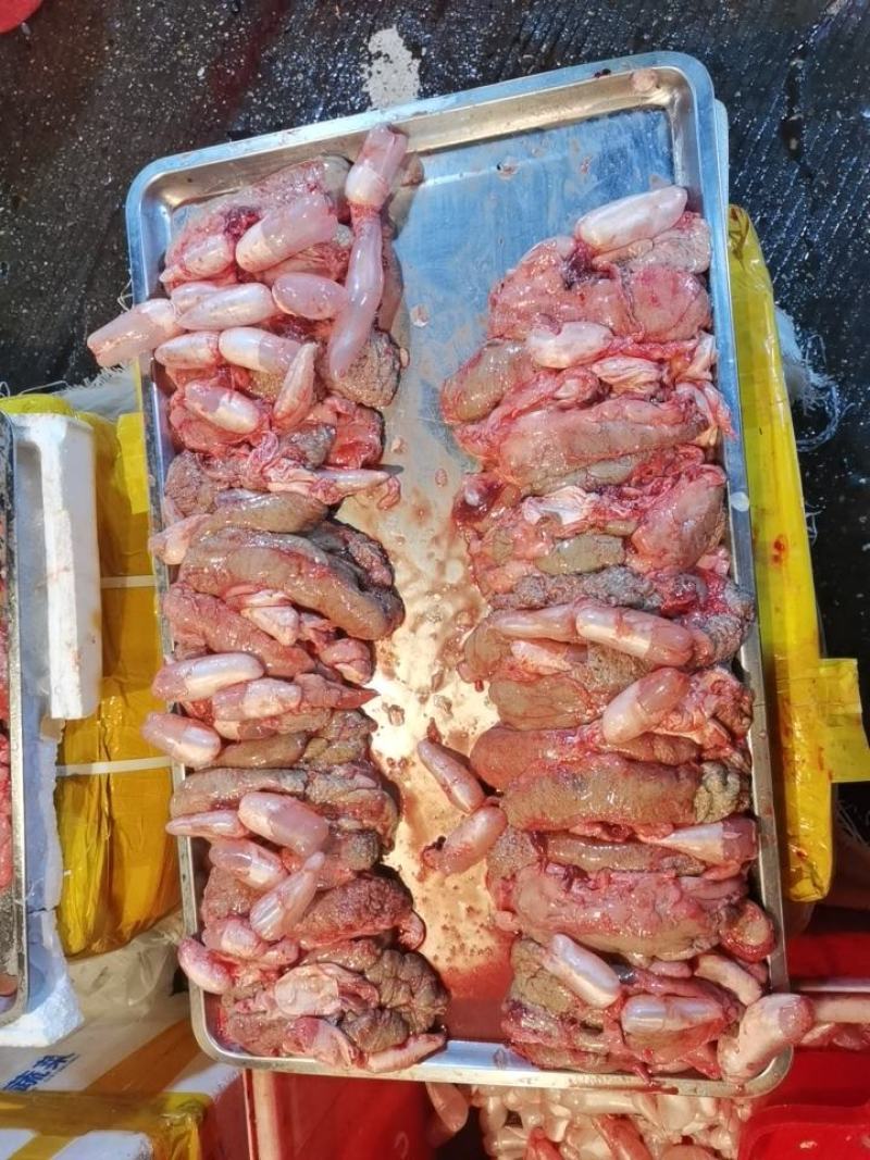 鱼籽，新鲜鲤鱼籽，白籽，黄籽都有