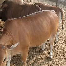 广西鲁西黄牛价格，广西鲁西黄牛养殖技术。广西鲁西黄牛养殖