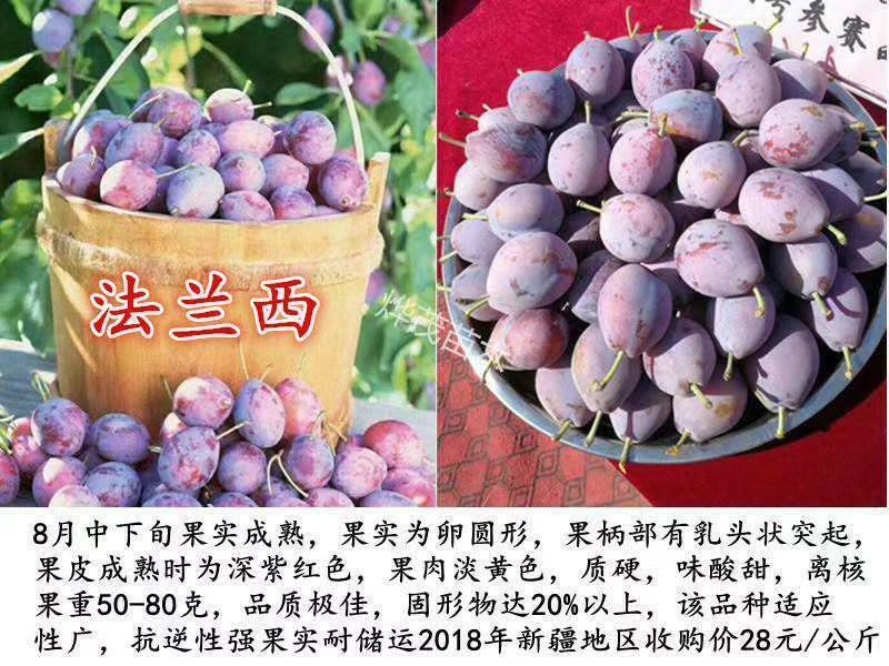 法兰西西梅李子苗河北李子苗李子树苗
