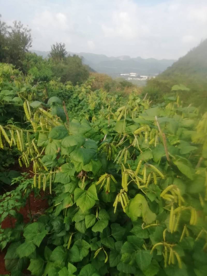 凉薯种子