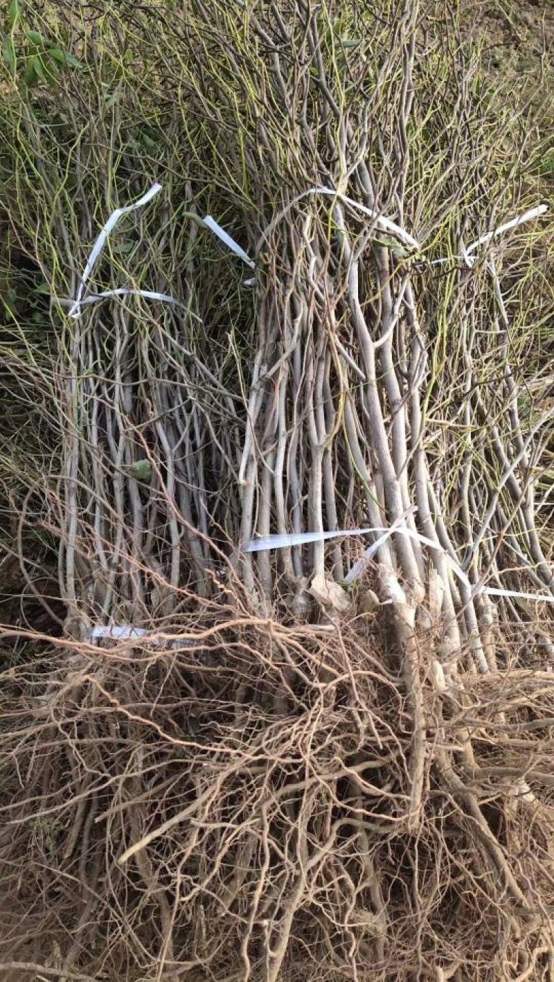 冬枣苗，基地直销，货源充足价格实惠，苗农自产自销。