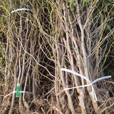 冬枣苗,基地直销,货源充足价格实惠,苗农自产自销。