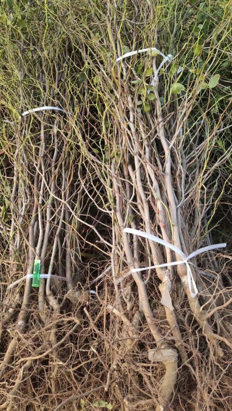 冬枣苗，基地直销，货源充足价格实惠，苗农自产自销。