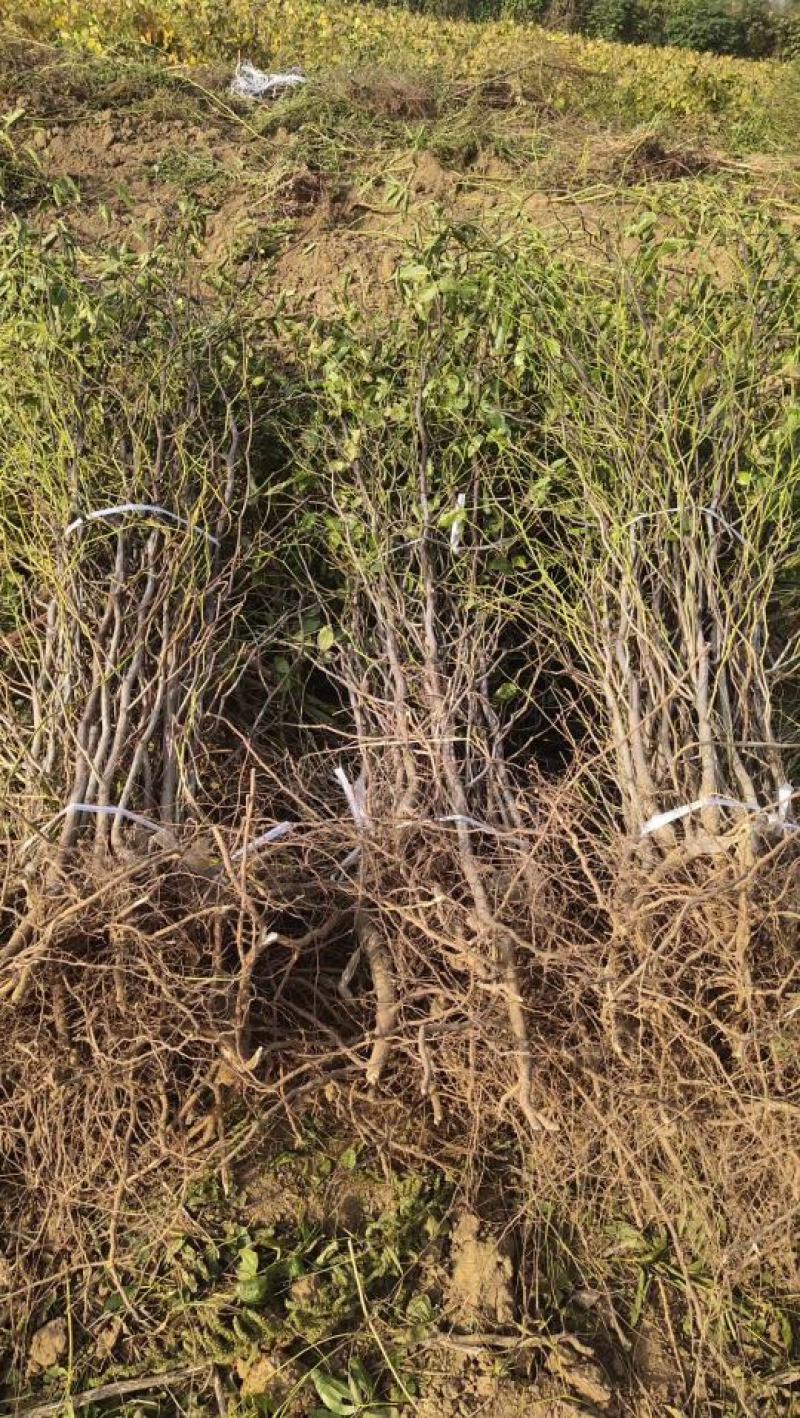 冬枣苗，基地直销，货源充足价格实惠，苗农自产自销。