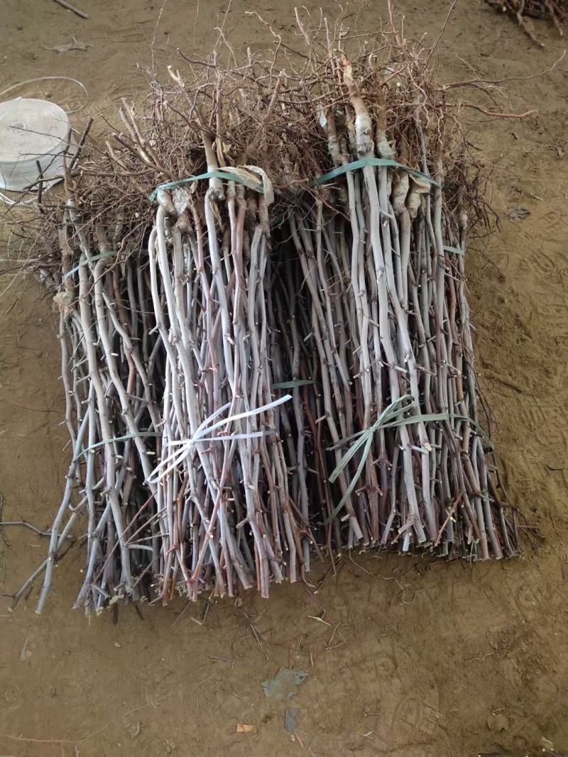 冬枣苗，基地直销，货源充足价格实惠，苗农自产自销。