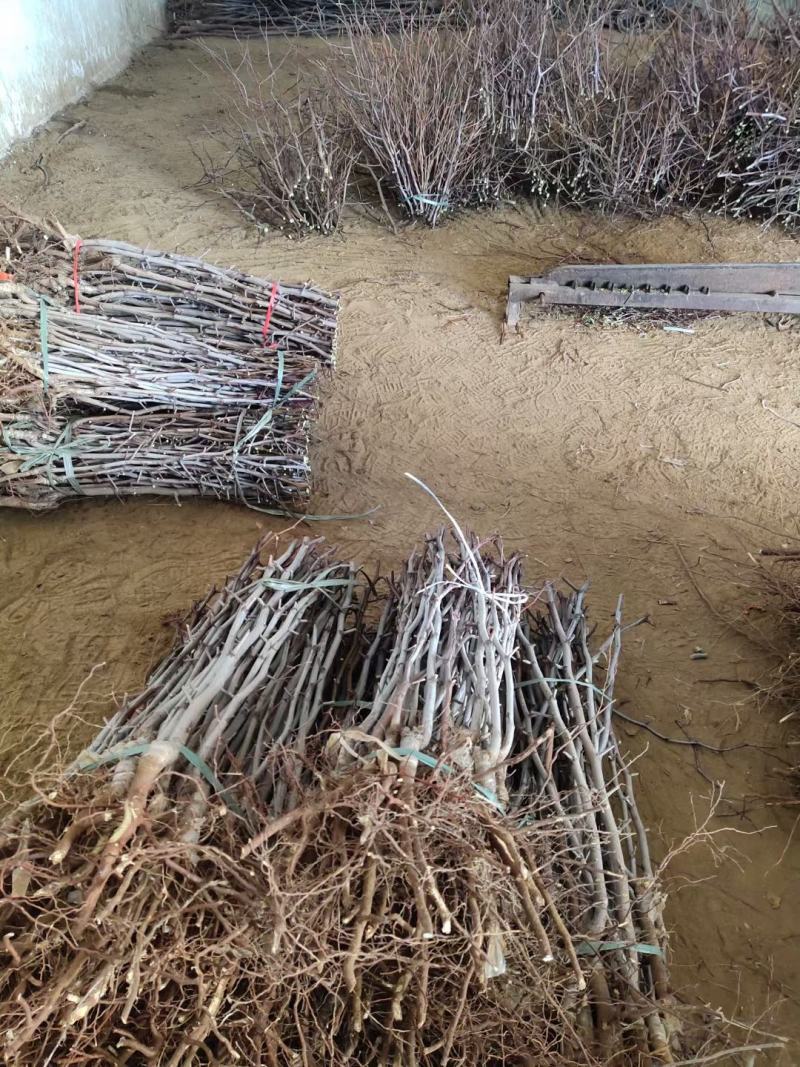 冬枣苗，基地直销，货源充足价格实惠，苗农自产自销。