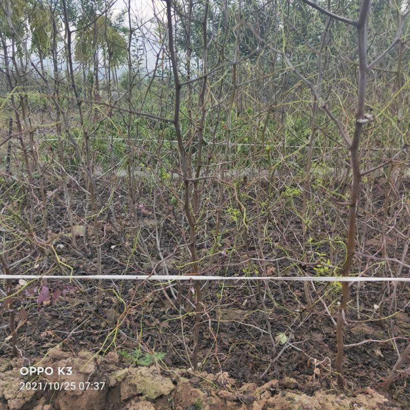冬枣苗，基地直销，货源充足价格实惠，苗农自产自销。