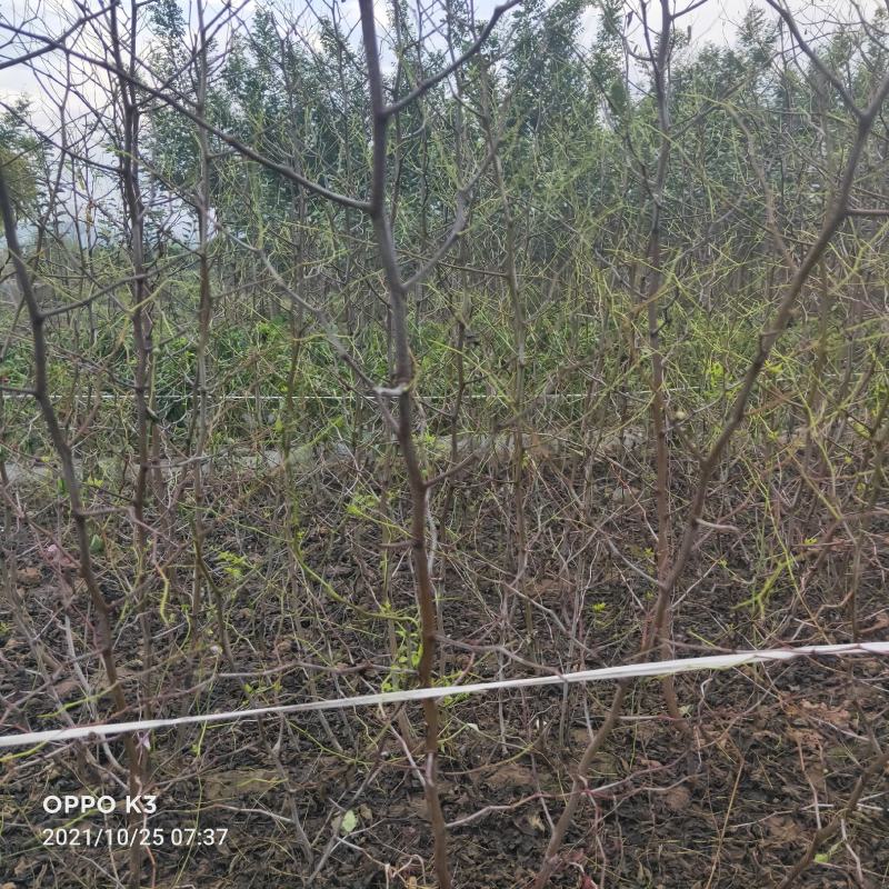 冬枣苗，基地直销，货源充足价格实惠，苗农自产自销。