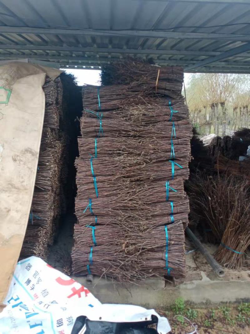 金蝉苹果卵枝条，手选卵枝条