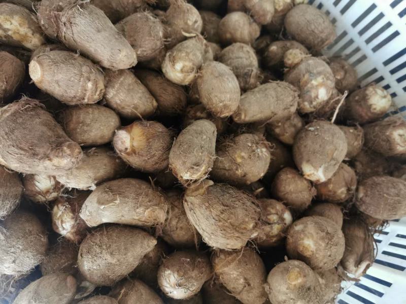 山东毛芋头通货供应，货源充足，供电商各个平台全国代发，