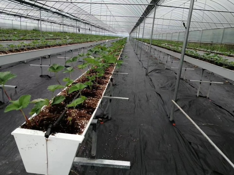 PE编织防草布可用五年除草布透气透水保湿保肥保墒