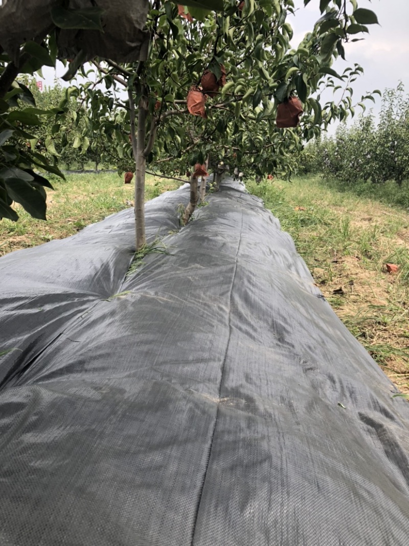 PE编织防草布可用五年除草布透气透水保湿保肥保墒