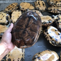 出售：石金钱龟10年-25年以上老煲汤龟.