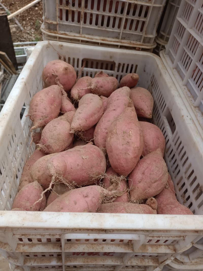 广饶县红薯