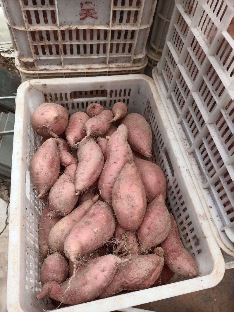 广饶县红薯