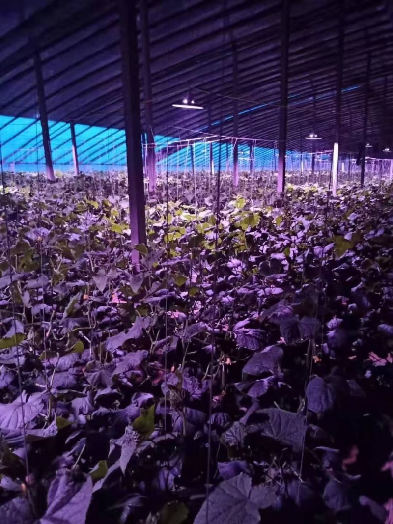 【包物流】温室补光灯，蔬菜补光灯，全光谱补光灯，补光灯