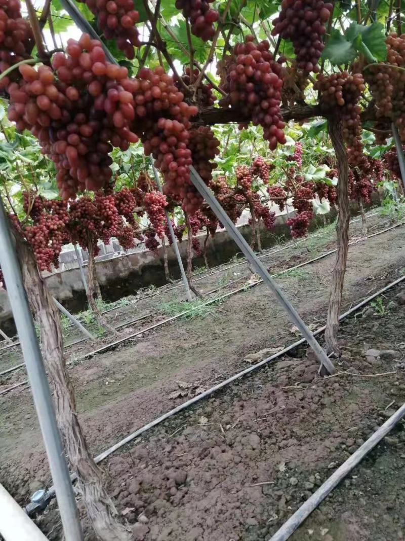 深红无籽葡萄苗，澳洲无核葡萄苗，专业苗圃基地批发质优价廉