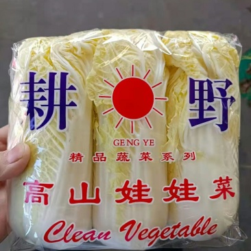 精品娃娃菜黄颗，青颗，质量好，需要的联系了
