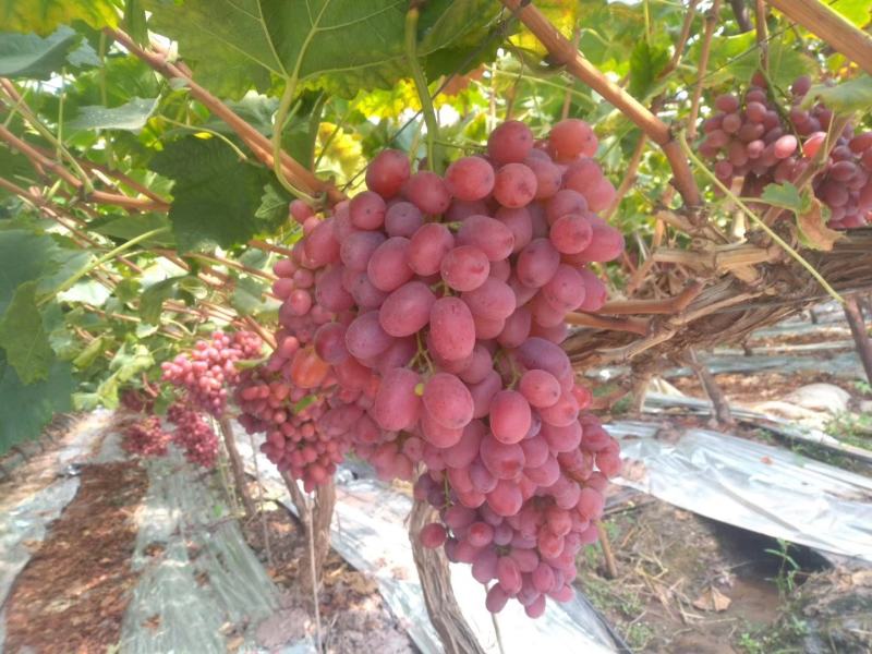长粒克伦生葡萄苗，深红无籽葡萄苗，澳洲美人指基地批发