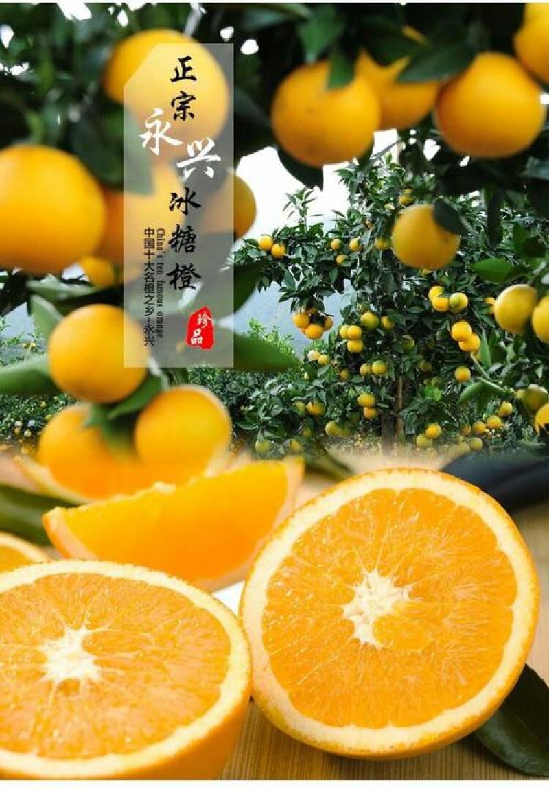冰糖橙