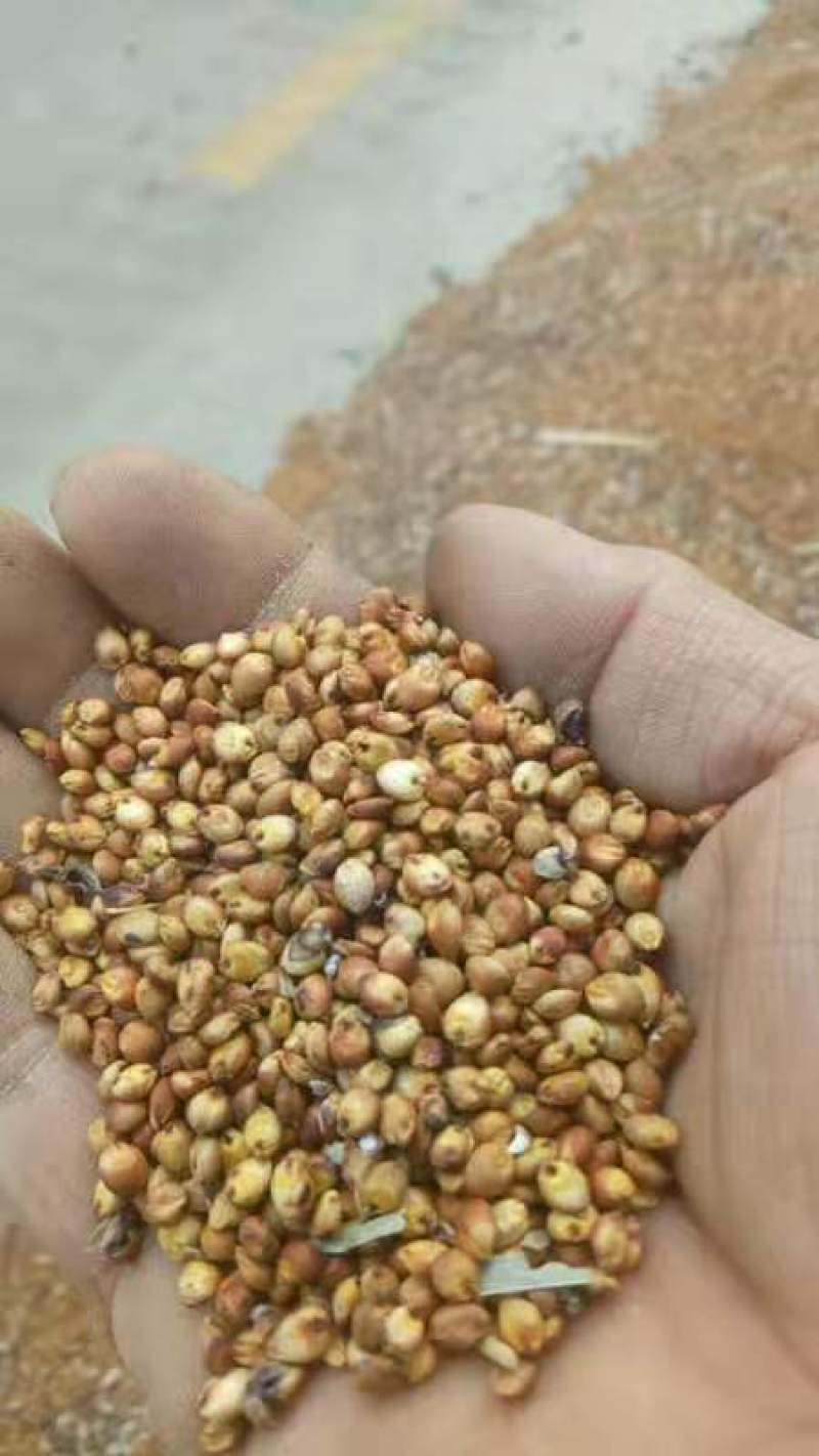 红高粱大量现货