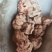 朱砂参朱砂莲朱砂根货好量大产地直售