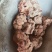 朱砂参朱砂莲朱砂根货好量大产地直售