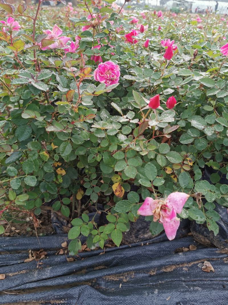 丰花月季，仙境品种齐全基地直供自产自销清地处理