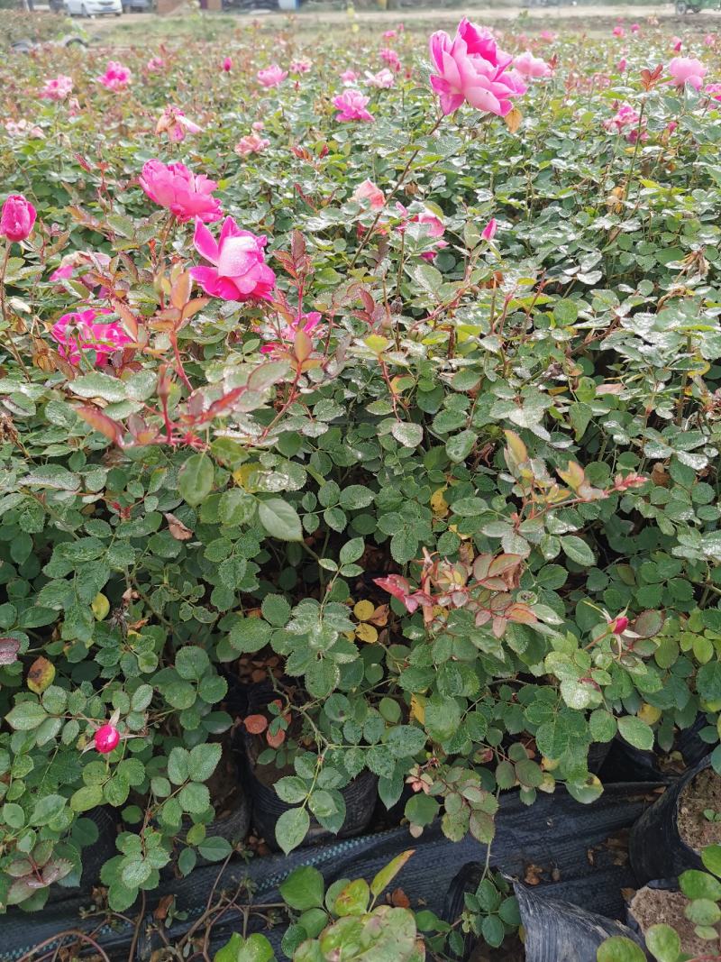丰花月季，仙境品种齐全基地直供自产自销清地处理