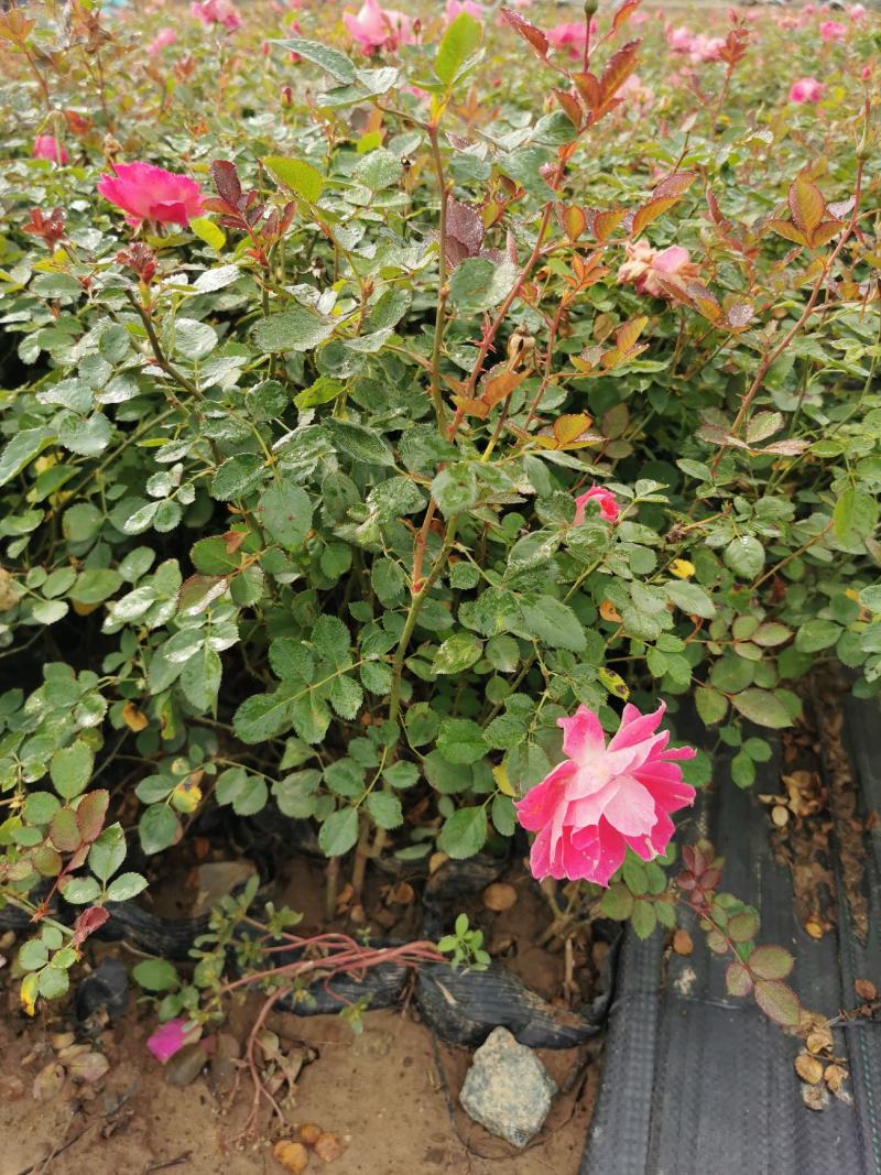 丰花月季，仙境品种齐全基地直供自产自销清地处理