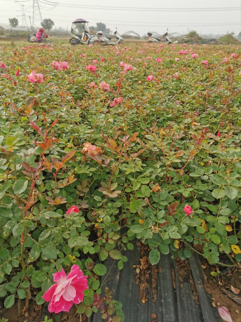 丰花月季，仙境品种齐全基地直供自产自销清地处理
