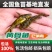 黄骨鱼苗，黄颡鱼苗精品黄辣丁苗塘口现起，基地直发
