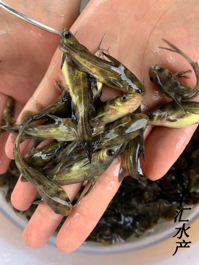 黄骨鱼苗，黄颡鱼苗精品黄辣丁苗塘口现起，基地直发
