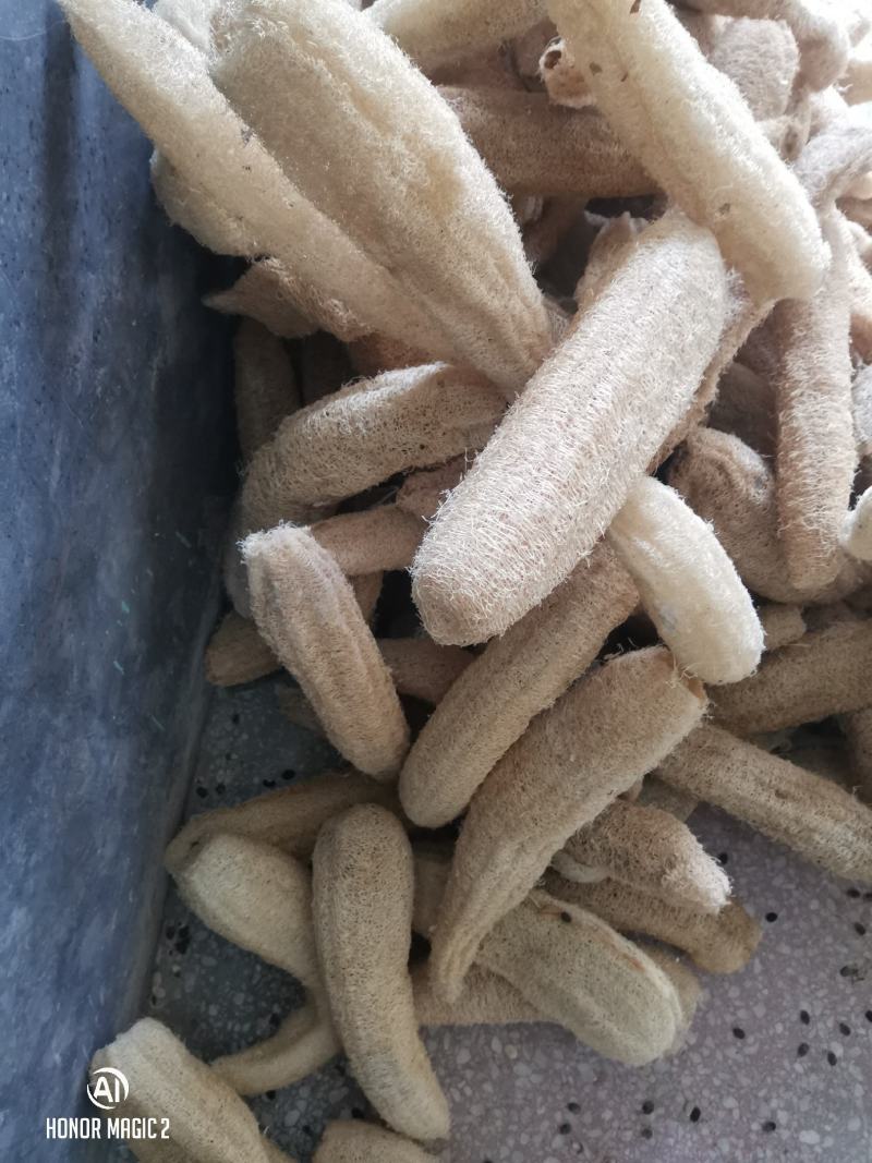 老丝瓜络中药材无硫干丝瓜络切片切丝食用泡茶药用下奶