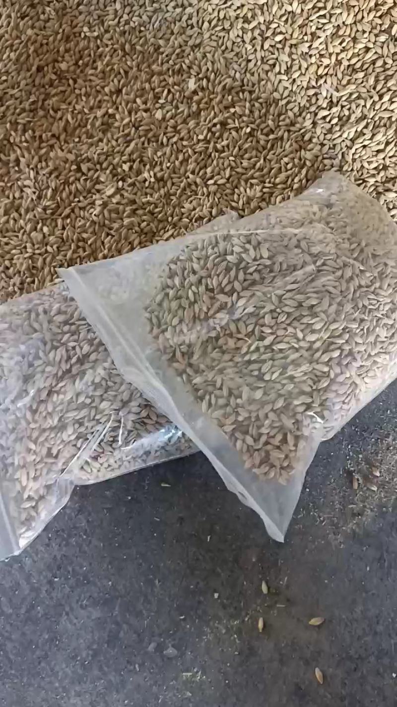 俄罗斯进口大麦，容重700左右，水分14%左右，质量达标