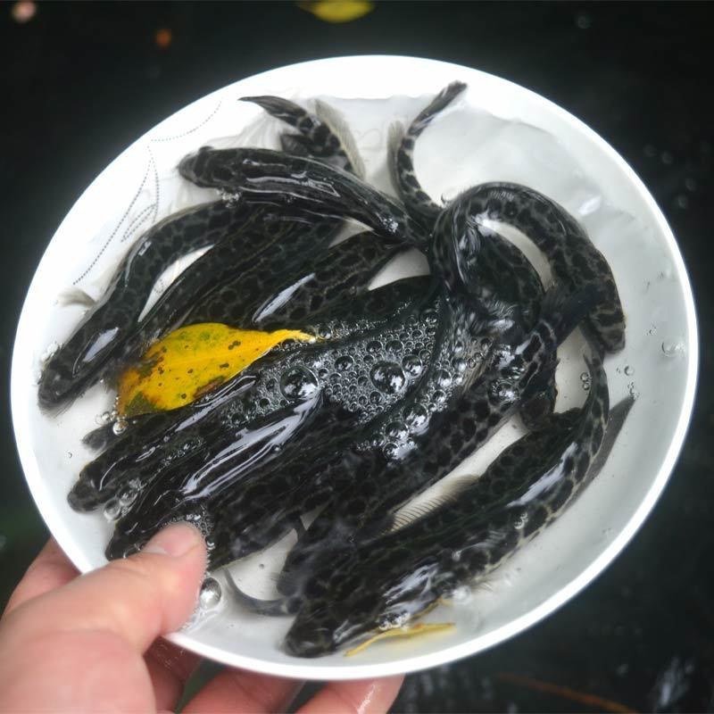 优质黑鱼苗生鱼苗杂交黑鱼苗乌鳢鱼乌鱼财鱼大型冷水好养