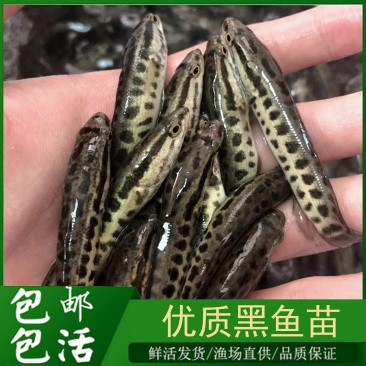 优质黑鱼苗生鱼苗杂交黑鱼苗乌鳢鱼乌鱼财鱼大型冷水好养