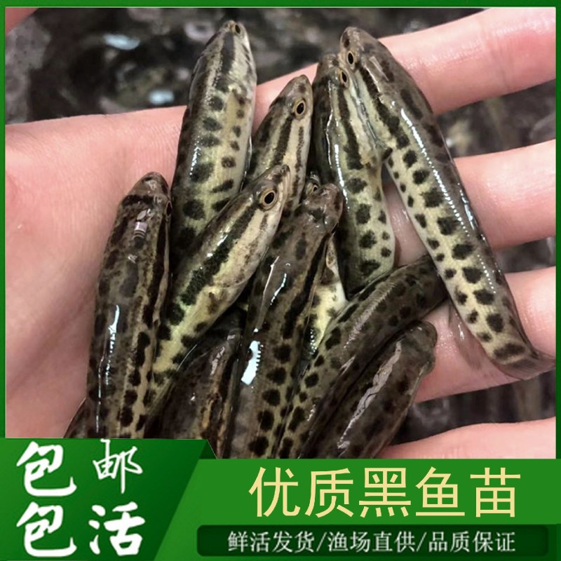 优质黑鱼苗生鱼苗杂交黑鱼苗乌鳢鱼乌鱼财鱼大型冷水好养