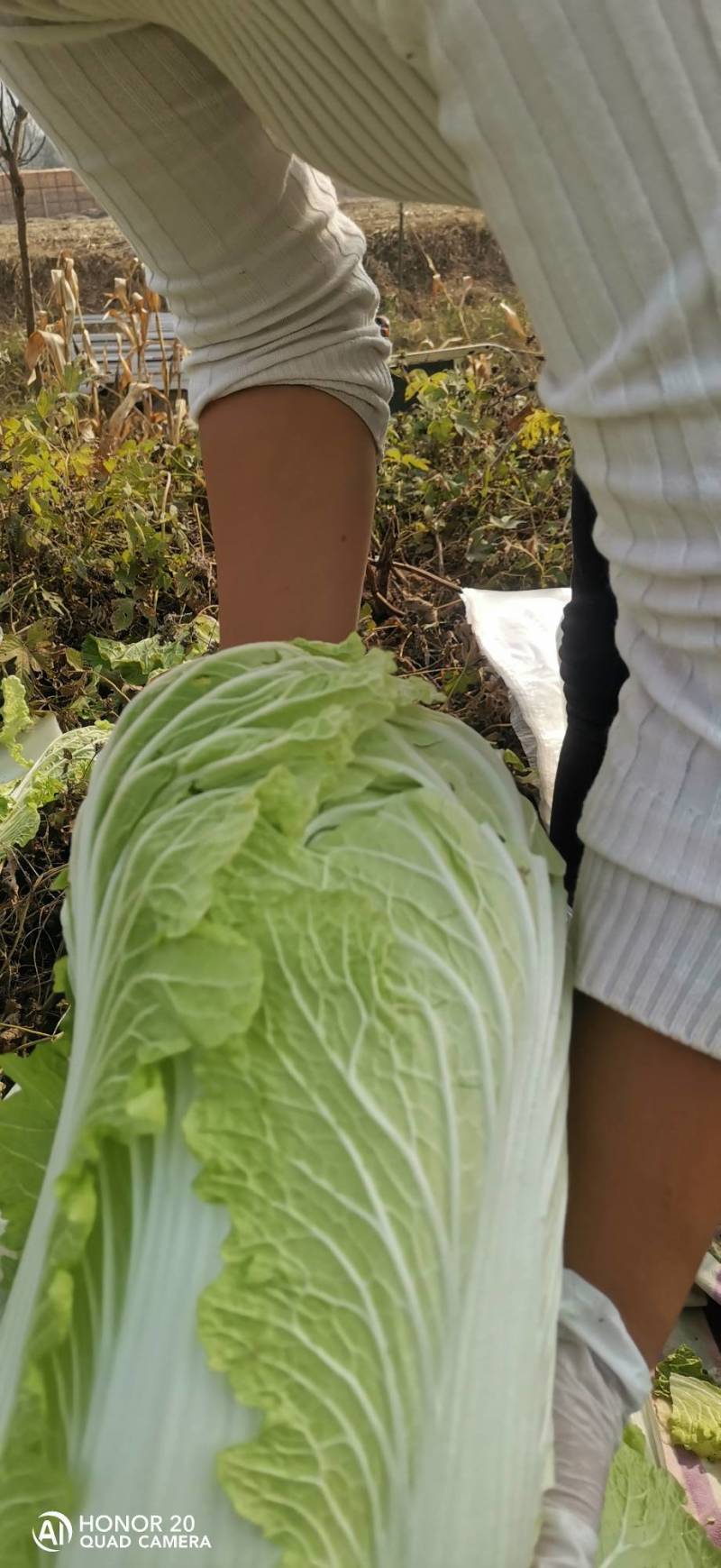 百亩大白菜，二包头，还有五零都有现货，质量上剩，价格美丽