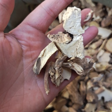 中药材黄花倒水莲倒吊黄新货货源充足